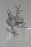 Janus frøer I