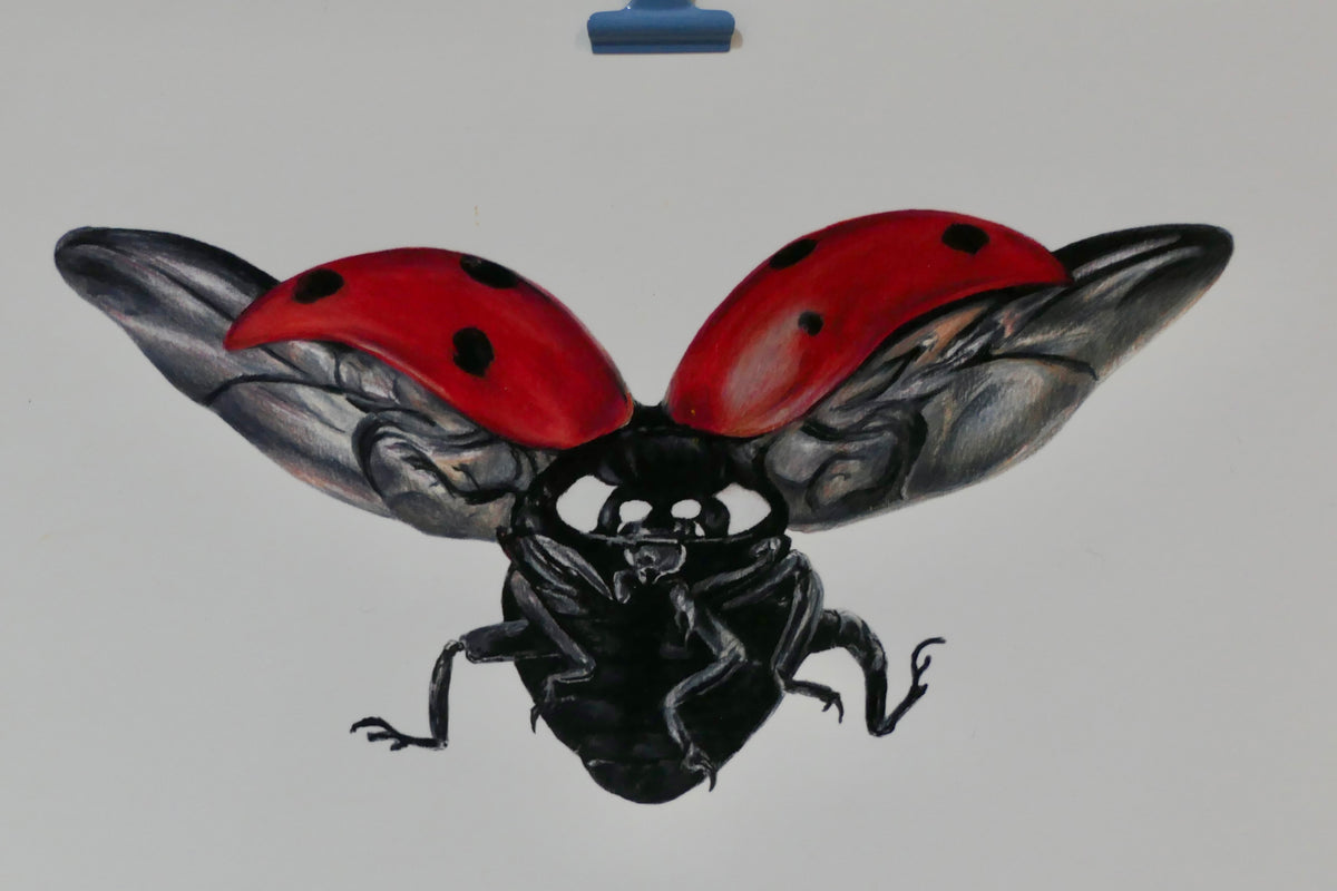 Ladybug