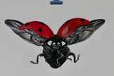 Ladybug