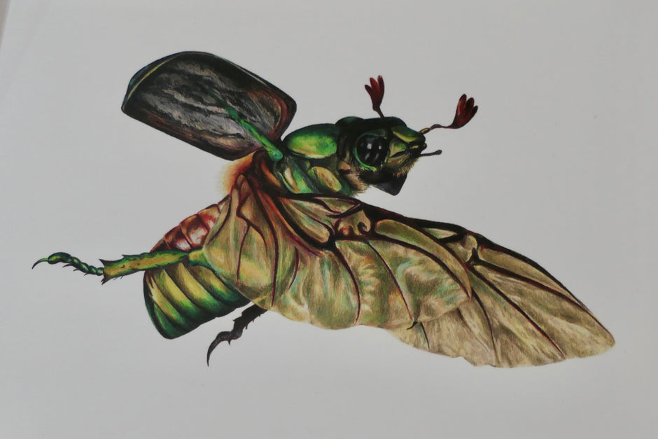 Rose chafer