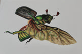 Rose chafer