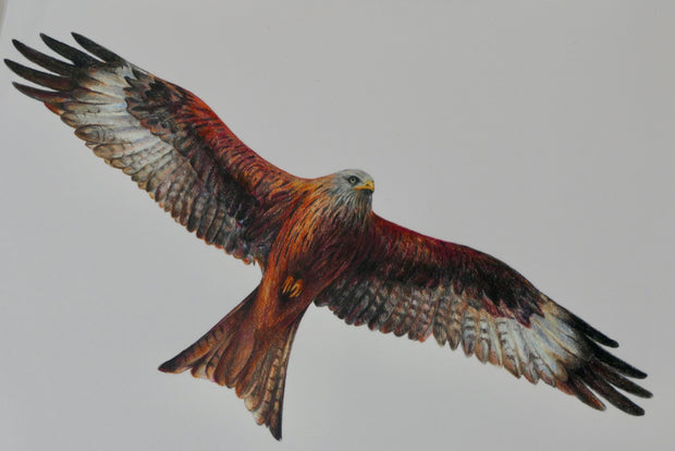 Eagle