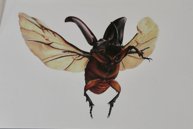 five-horned rhinoceros beetle