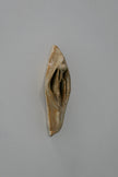Sand-colored Vulva