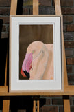 Flamingo – Den Bolivianske Ørken