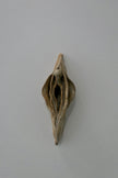 Sand-colored Vulva