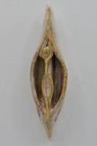 Beige Vulva