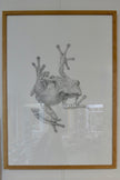 Janus frøer I