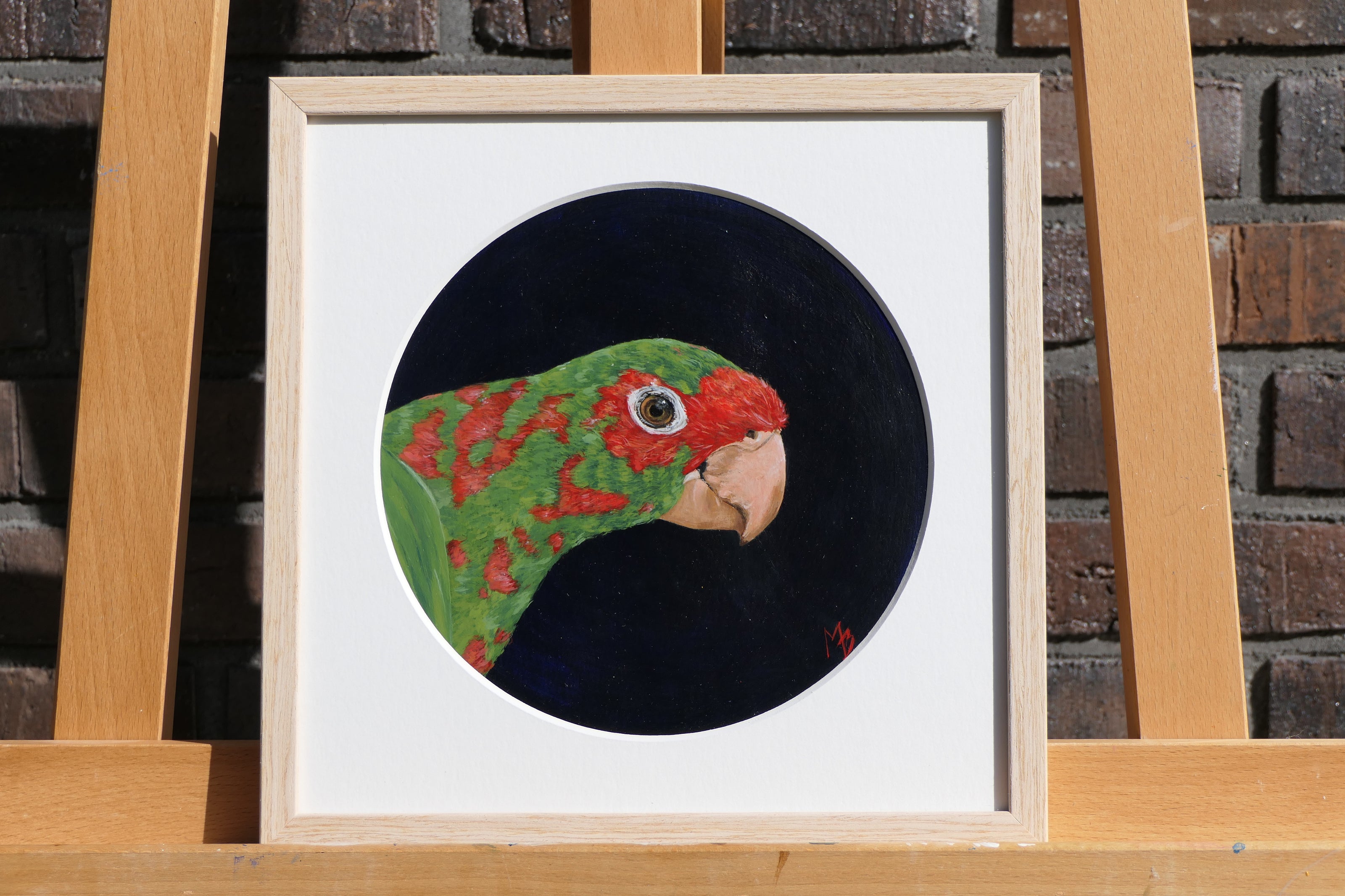 Mitred Conure – I cirklen