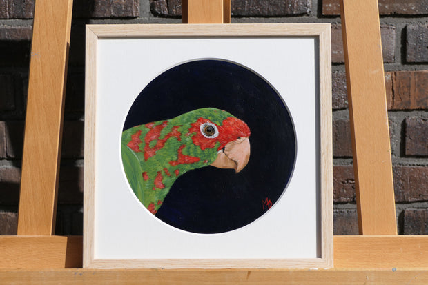 Mitred Conure – I cirklen