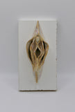 Light Vulva