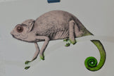 Naked chameleon