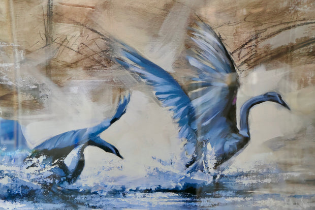 Playing Swans Print