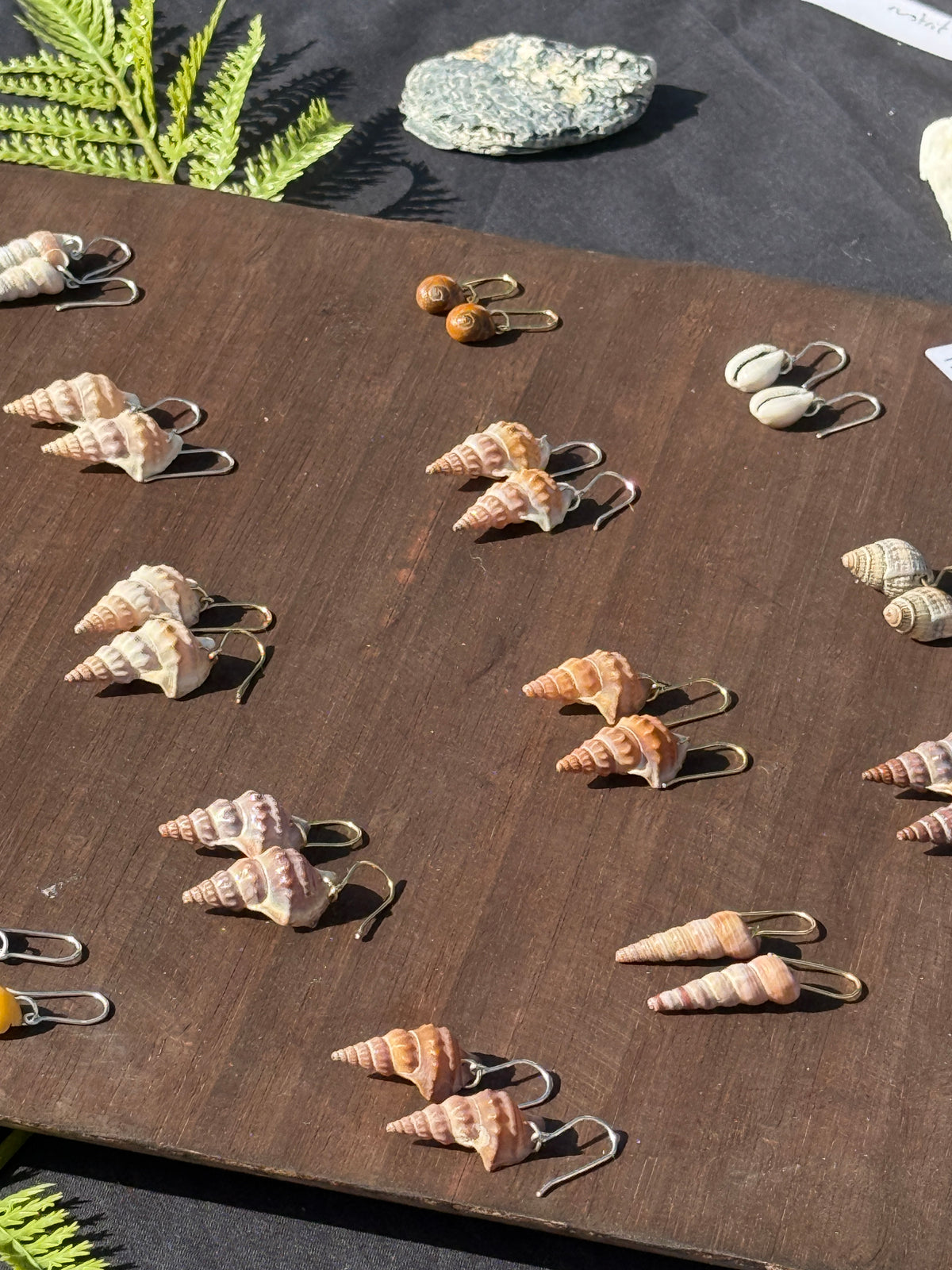 Turritella shells | Earrings
