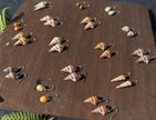 Turritella shells | Earrings
