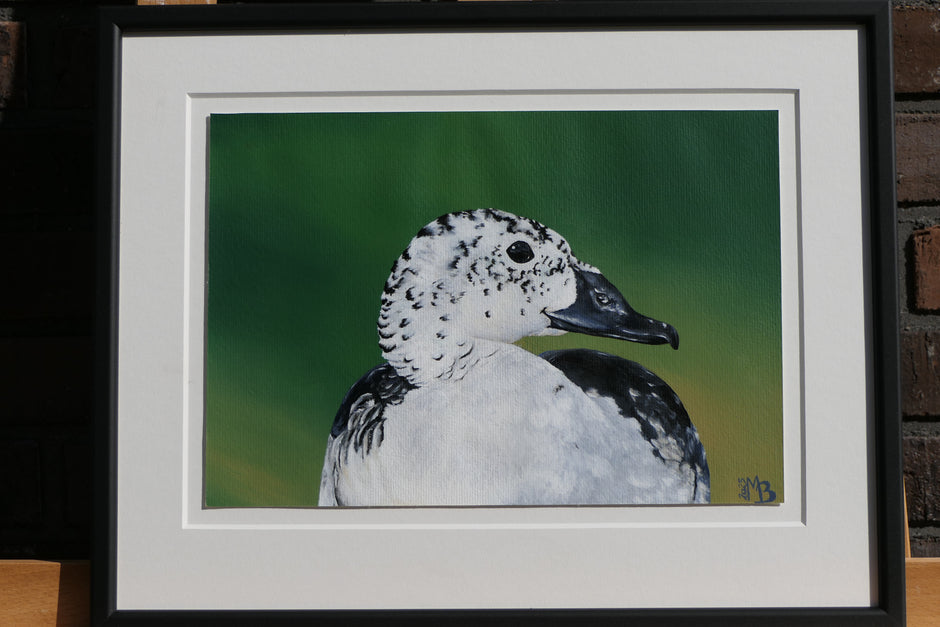 Knob-billed Duck – Female Grace