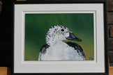 Knob-billed Duck – Female Grace