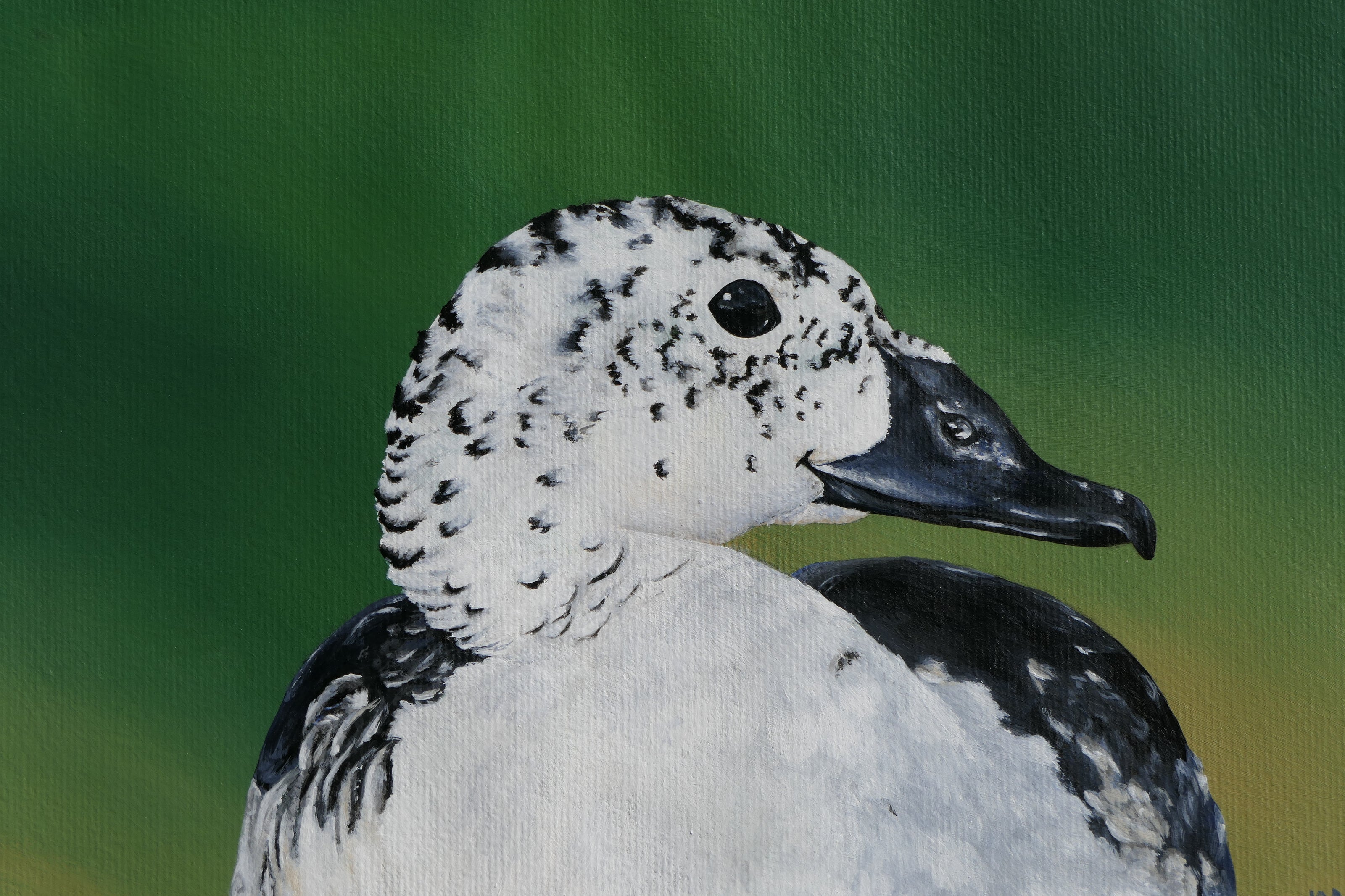Knob-billed Duck – Female Grace