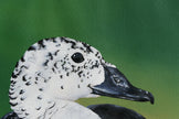 Knob-billed Duck – Female Grace